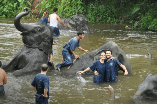 Elephant