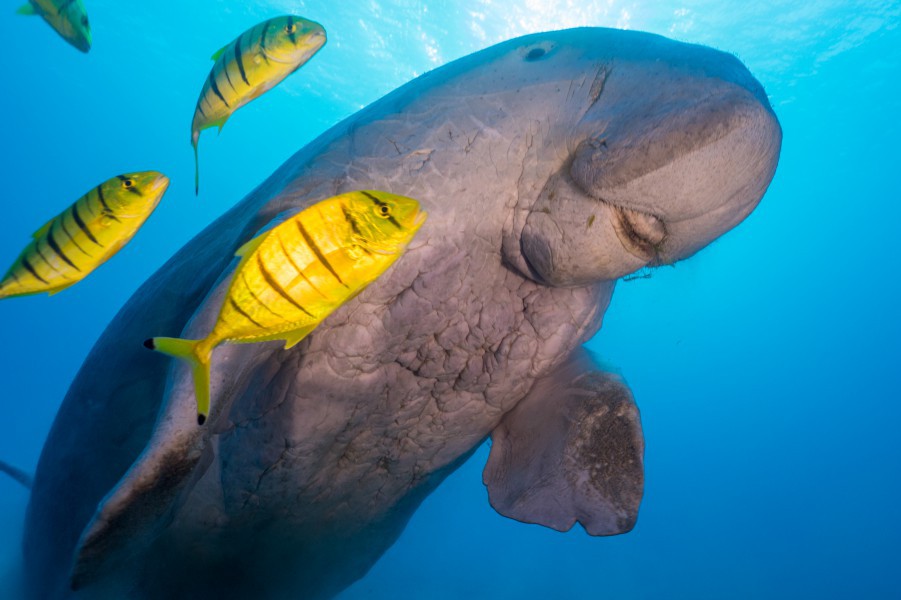 dugong, Trang
