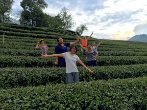 tea plantation team experience