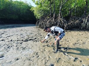 koh jum mangrove planting