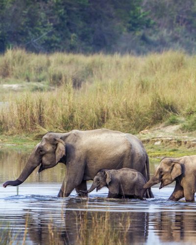 chitwan nepal shutterstock_446298946 LR