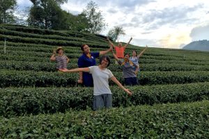 tea plantation team experience