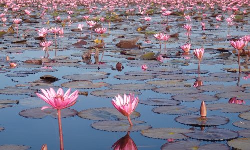 thailand-red-lotus-sea-4700563_1920-pixabay